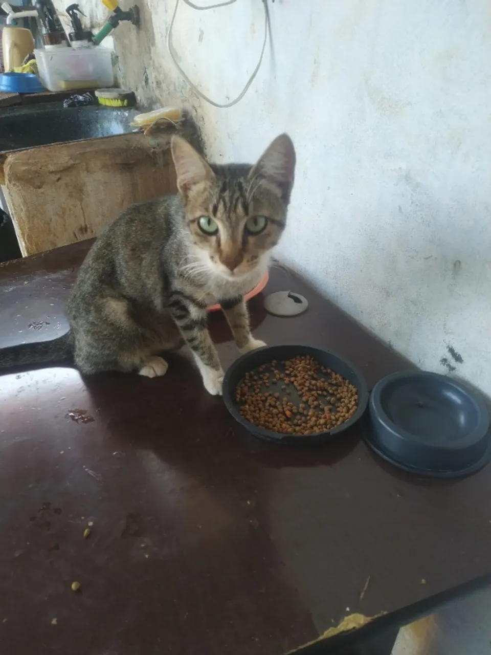 Estou doando uma gata