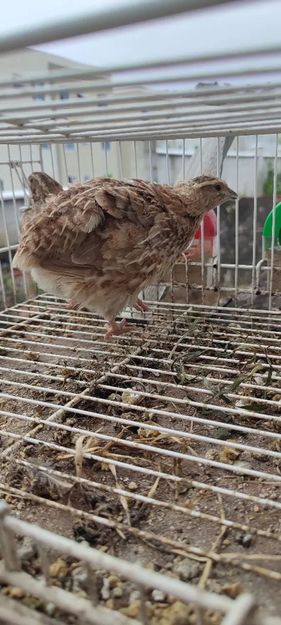 Gaiola p/Codornas  - Foto 3