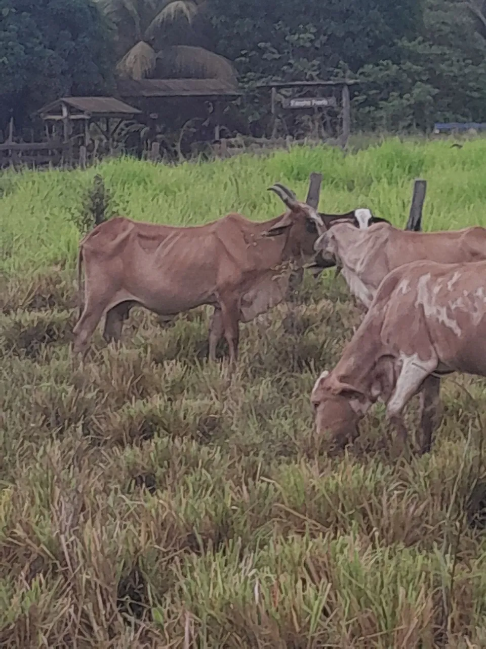 Vendo vacas 