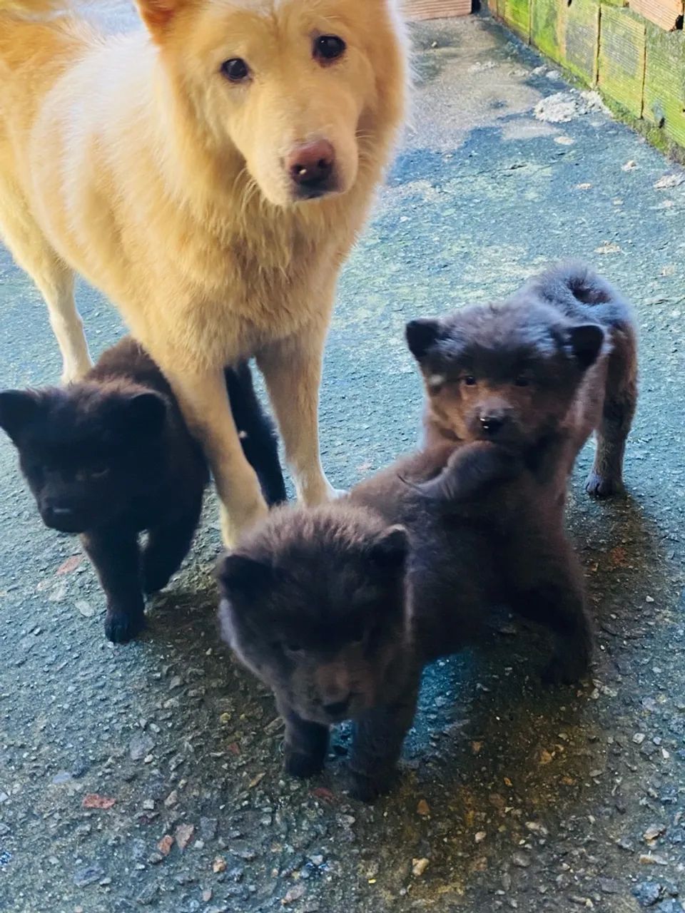 Chow Chow German Shepherd Pitbull Mix German Shepherd Mix Chow Lab