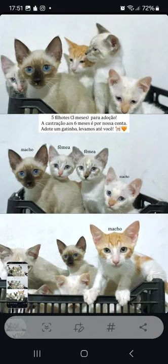 Gatinhos para adoção -