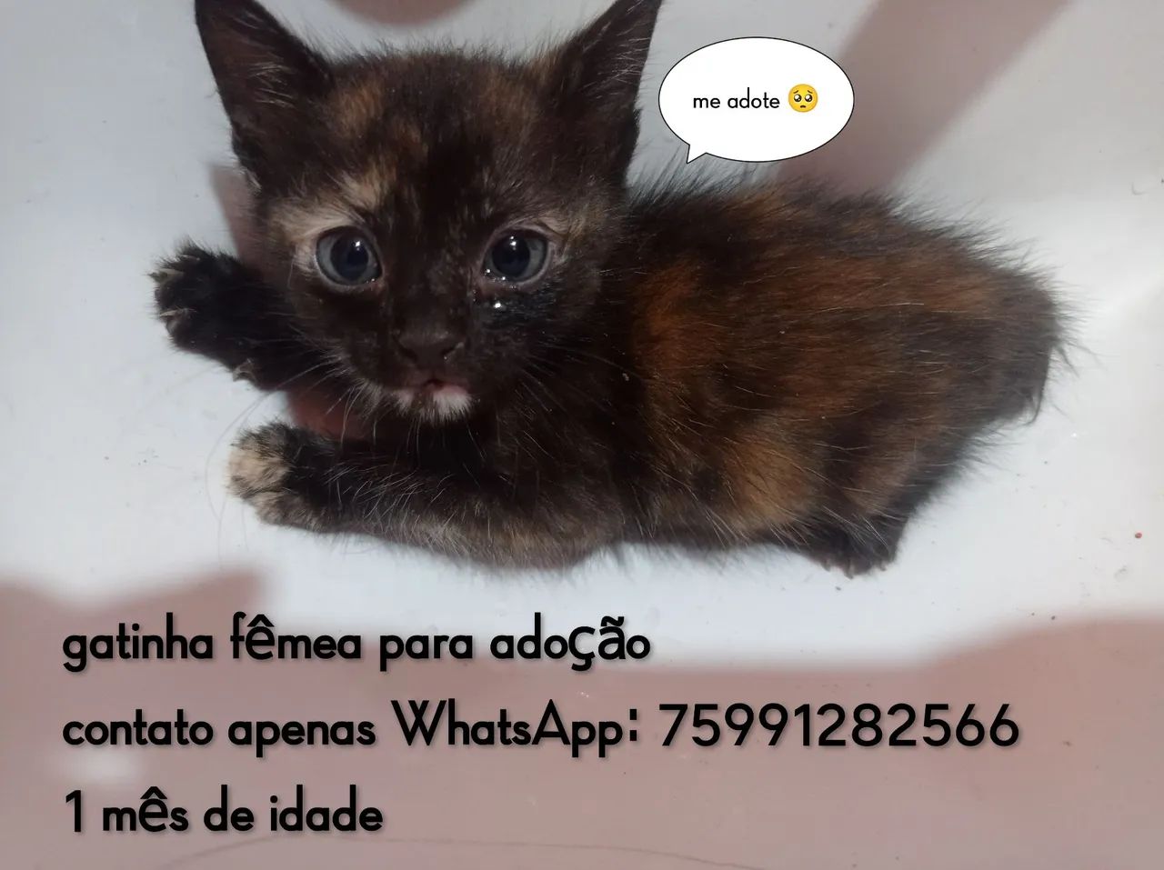 Gatinha Fêmea para Adoção