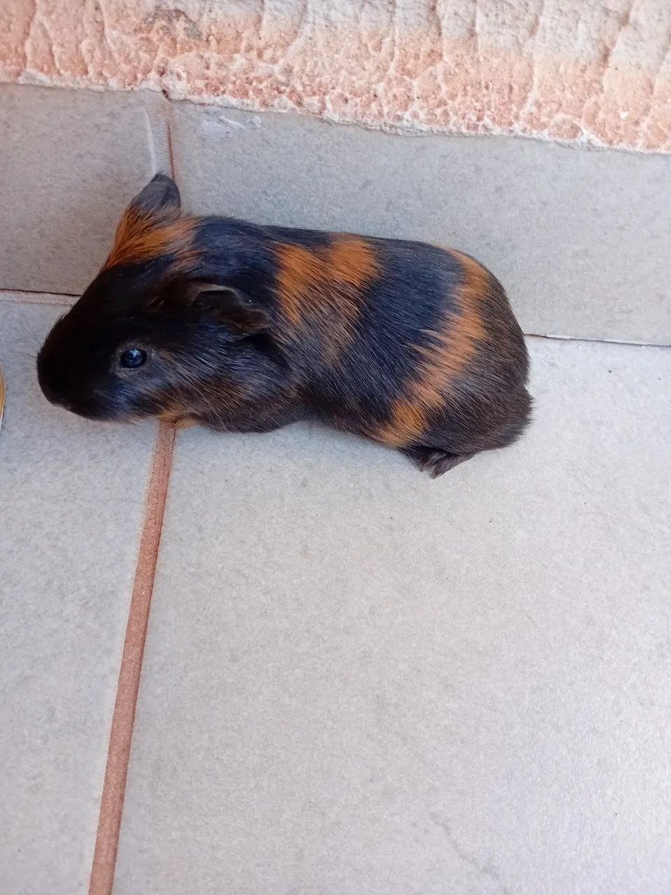 Sou de Paranavaí PR, vendo porquinhos da Índia!