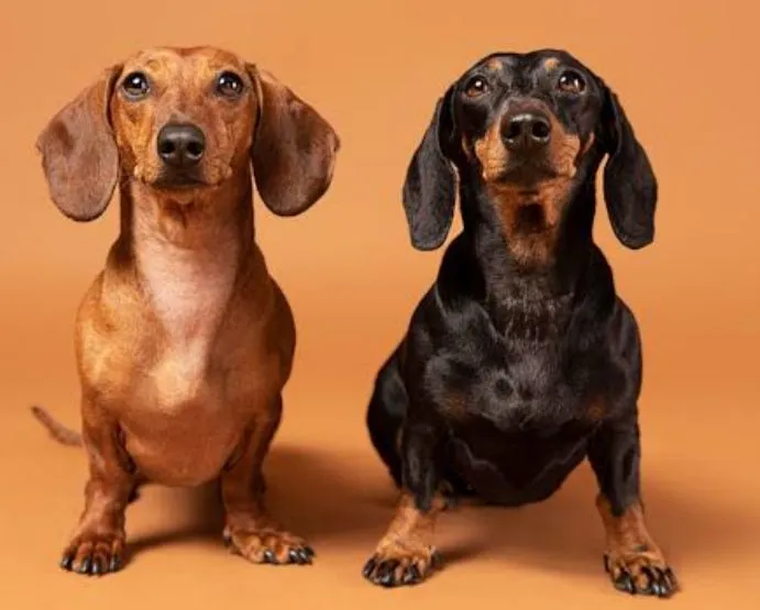 Filhotes de Dachshund (Salsicha) para adoção