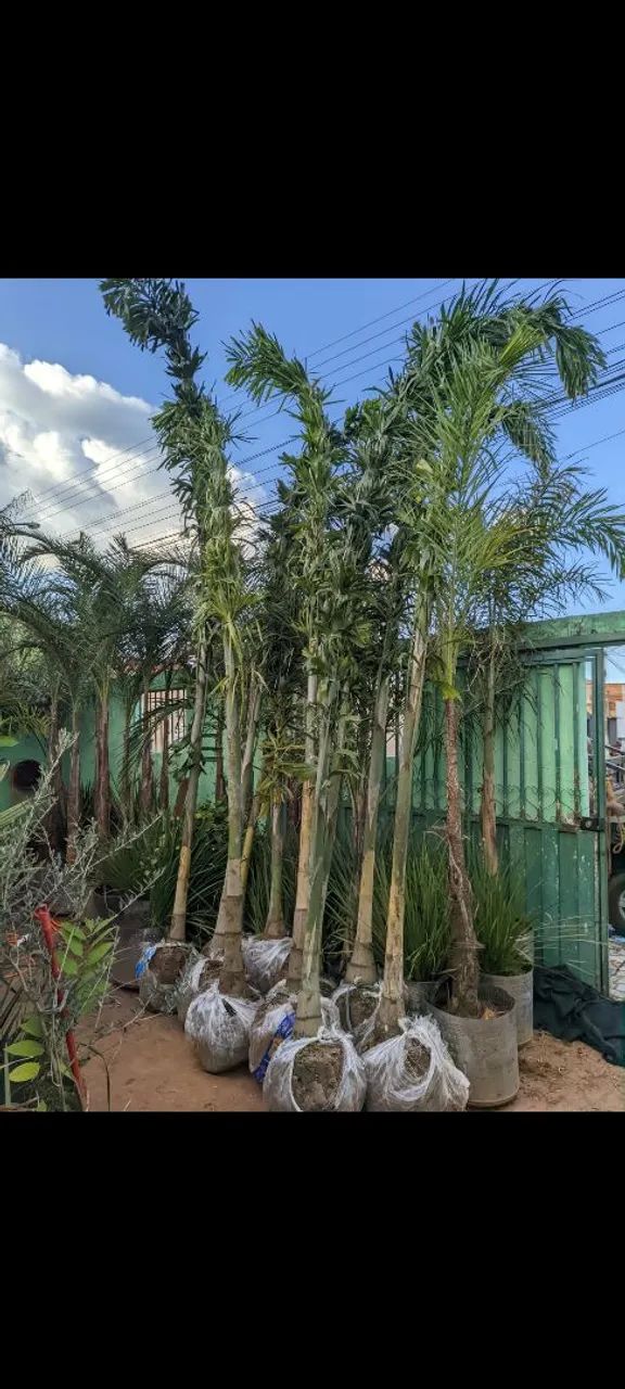 PALMEIRAS RABO DE RAPOSA EM OFERTA  - Foto 5