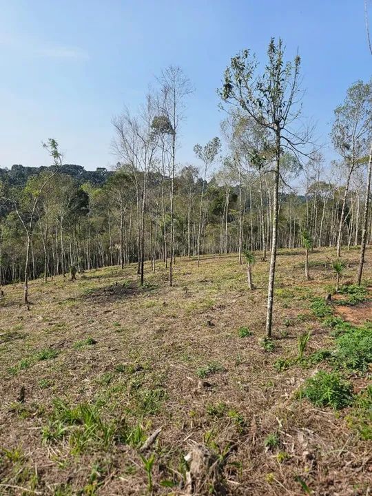 Chacara belas Áreas Roseira Colombo/ Campina Grande do Sul - Foto 5