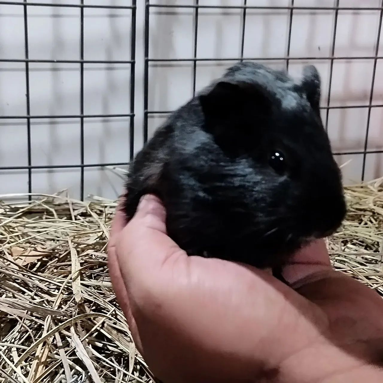 Criatório Roedores e Cia (filhotes de porquinho da índia disponível) - Foto 3