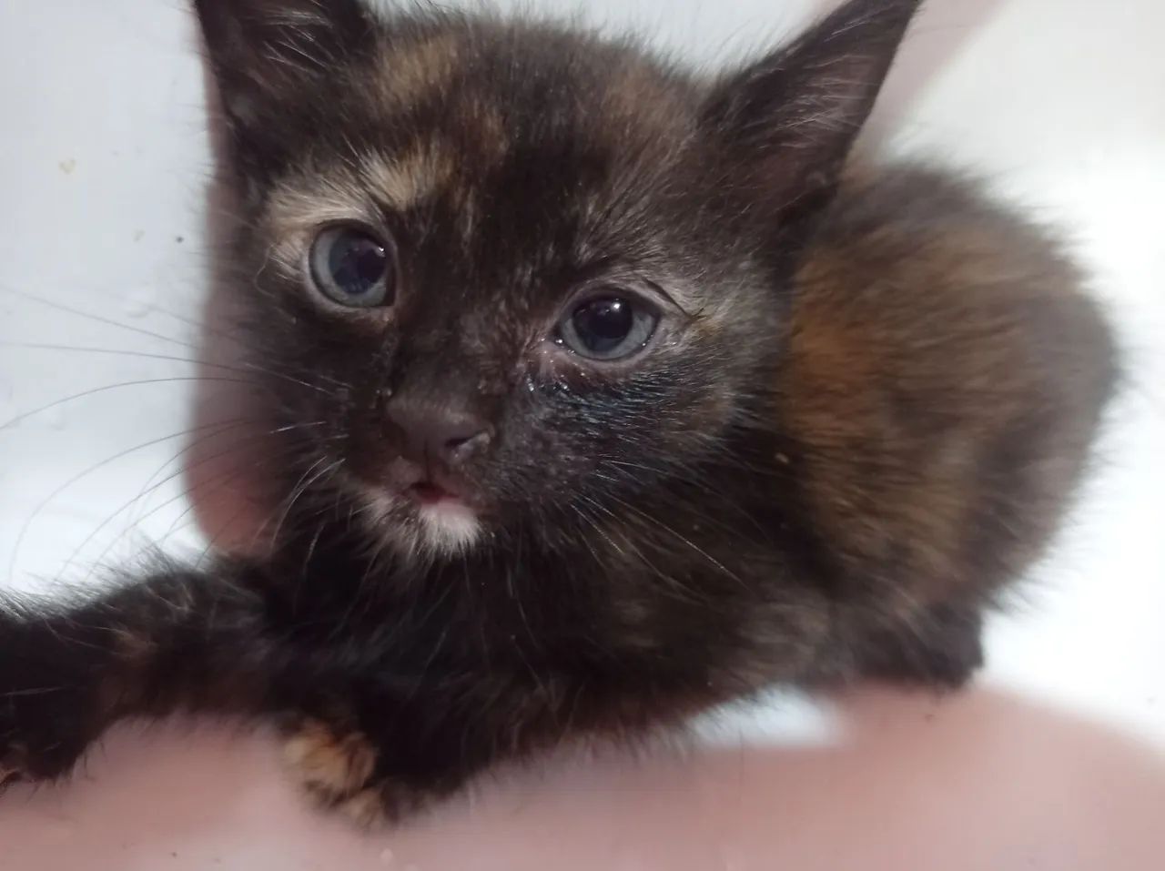 Gatinha Fêmea para Adoção - Foto 2