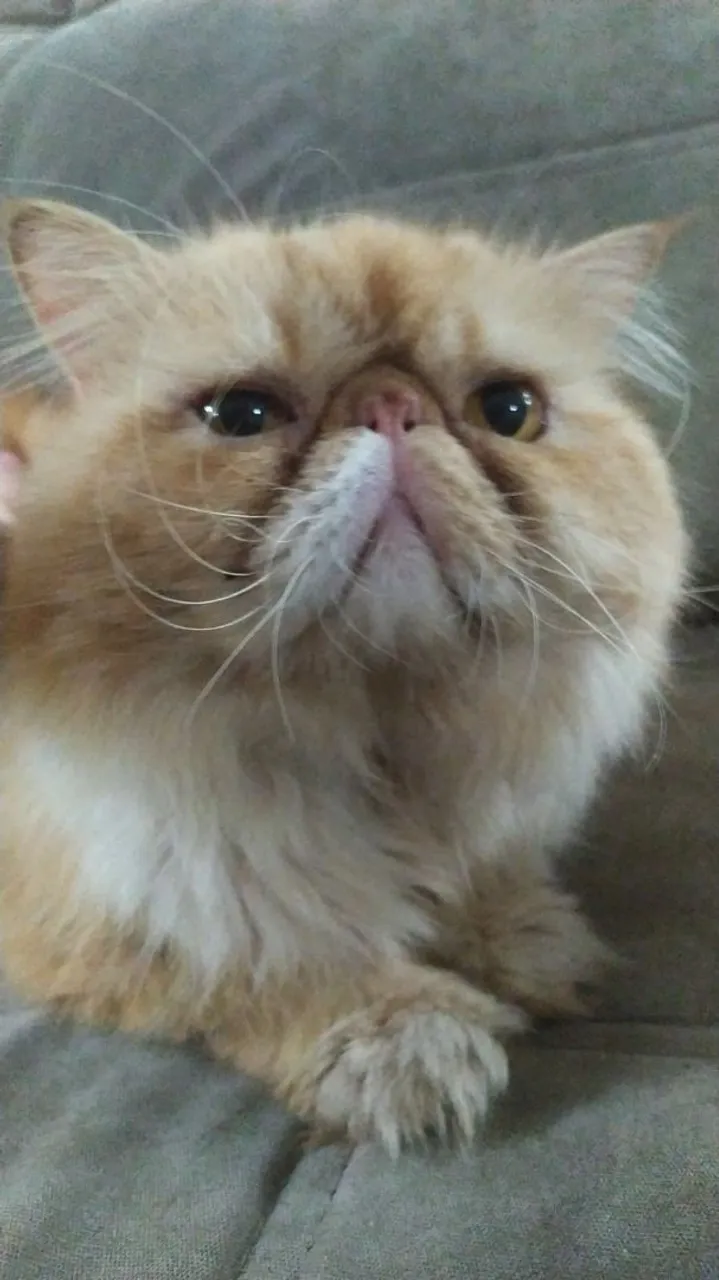Gato persa macho adulto