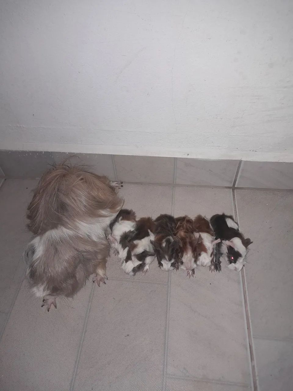 60 Porquinhos da Índia... - Foto 6