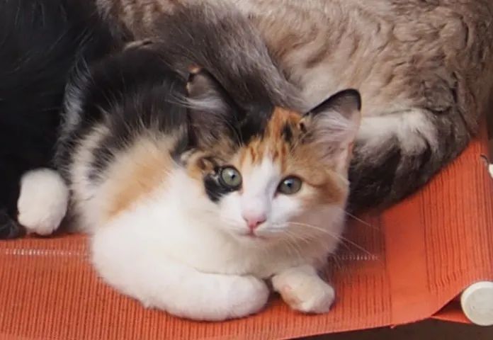 Lindos gatinhos de dois meses e meio - Foto 4