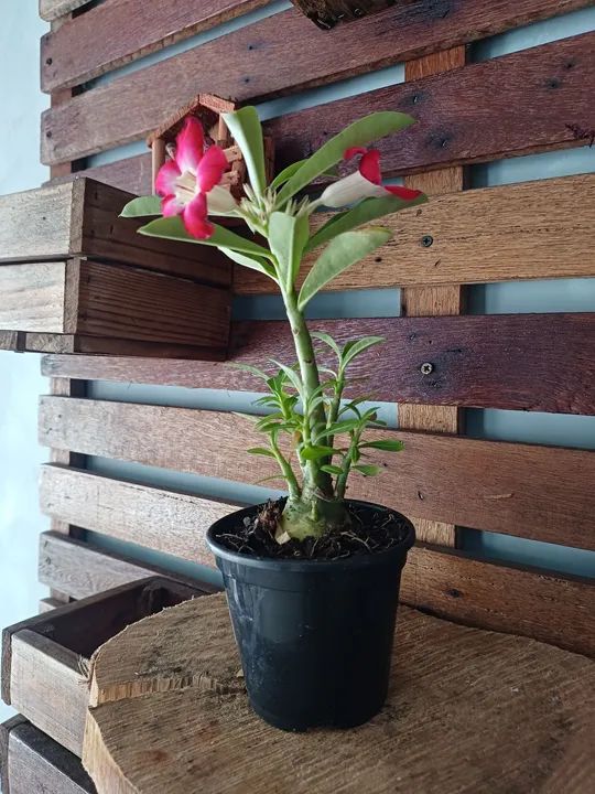 Muda de Adenium obesum - Flor de Deserto - Foto 2