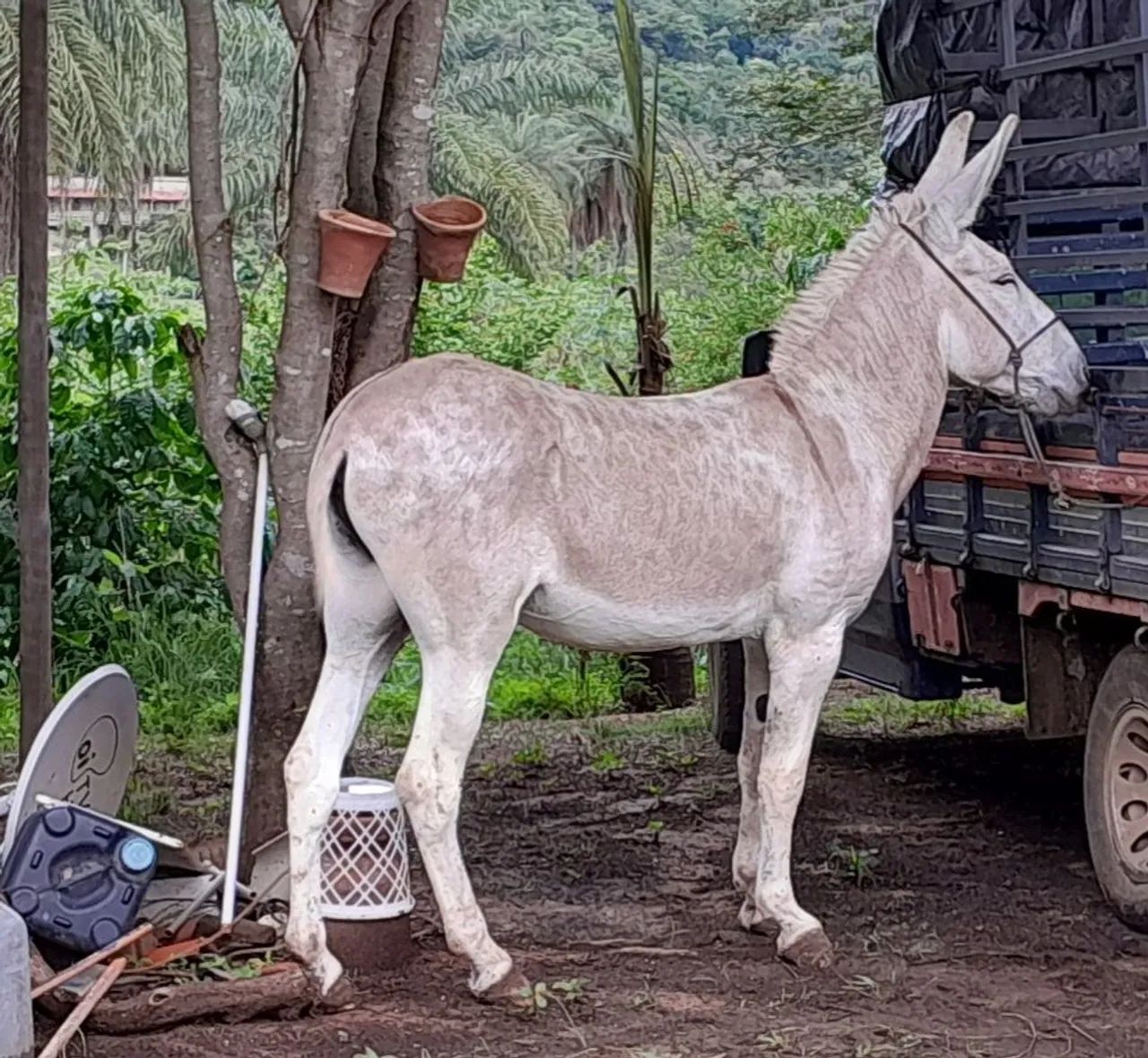 Jumento pega macha picada