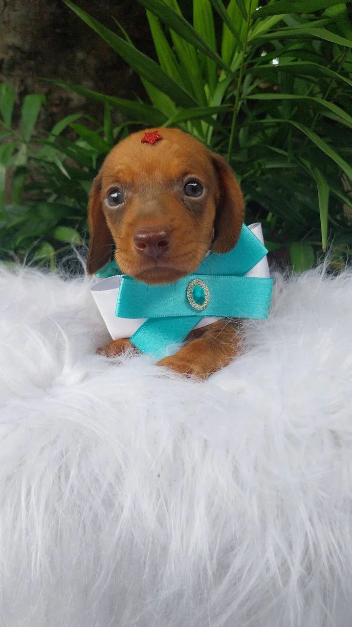 Dauschund mini - Foto 3