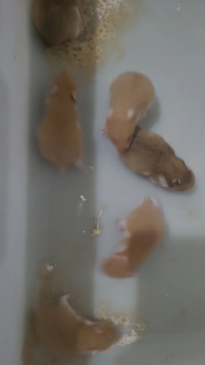 Hamster sirio