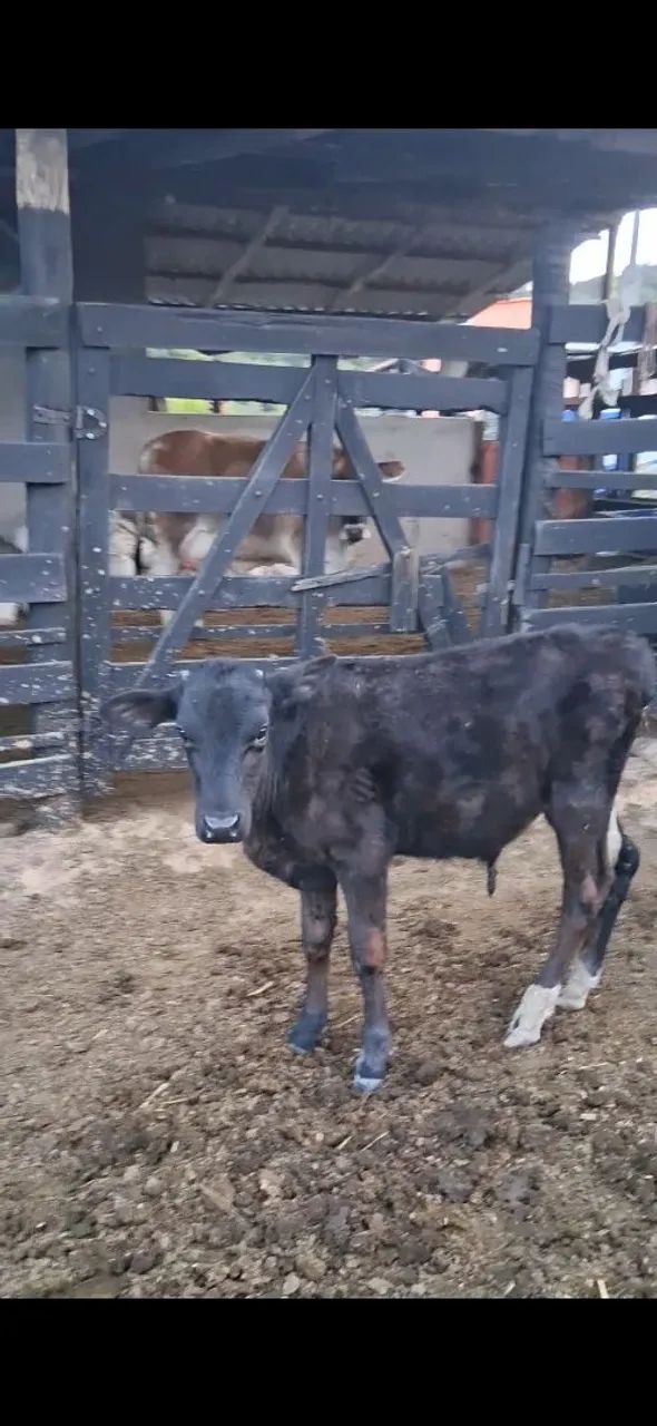 Vaca jersolanda parida.  - Foto 3