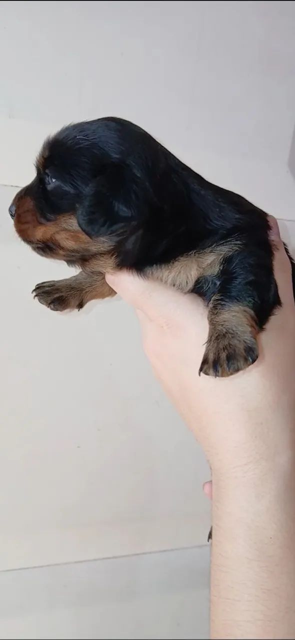 Dachshund pelo longo  - Foto 5