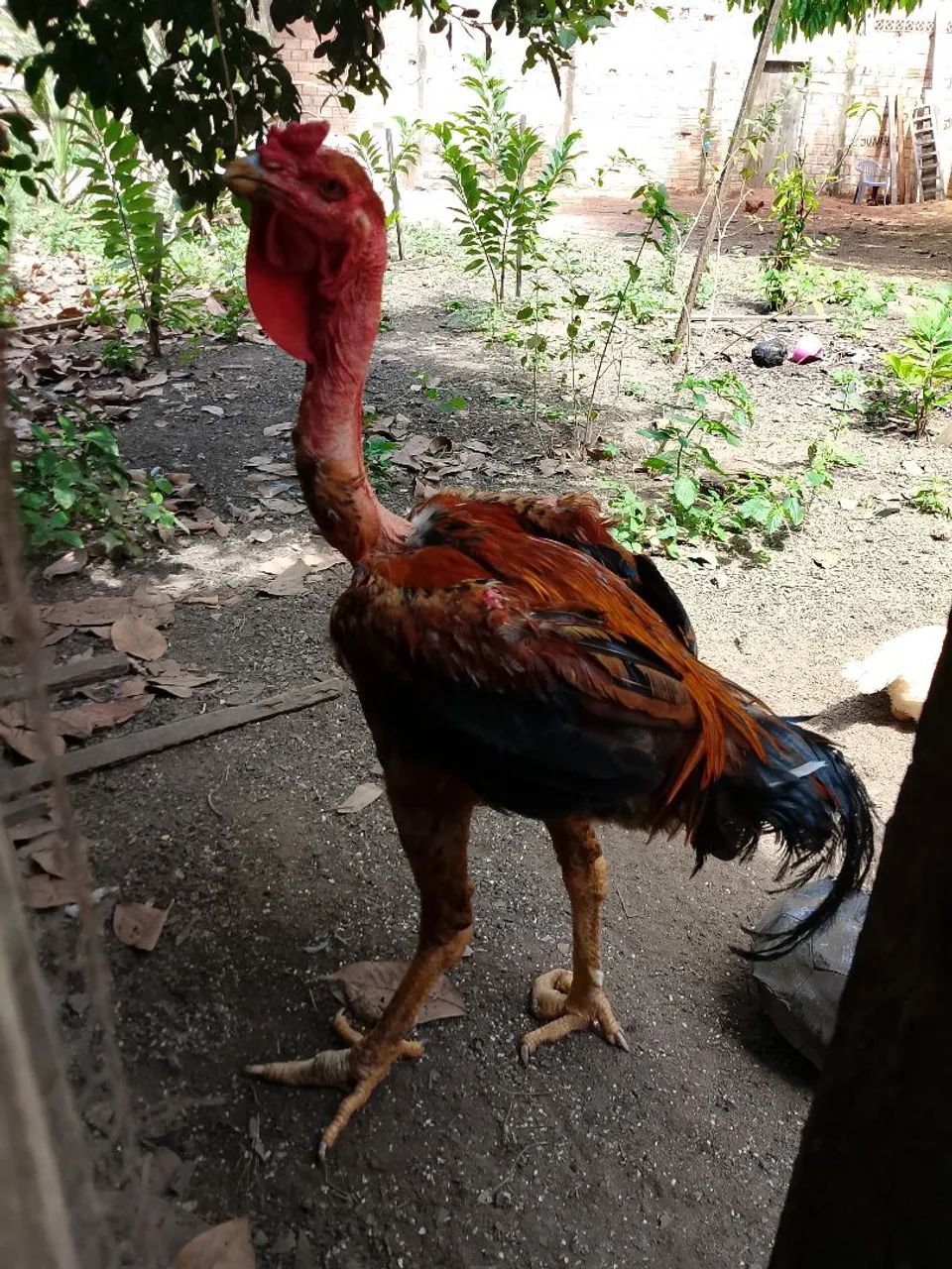 Frango polaco gigante  - Foto 2