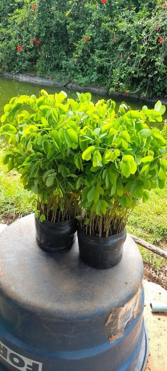 Mudas de Sanção do campo  - Foto 4
