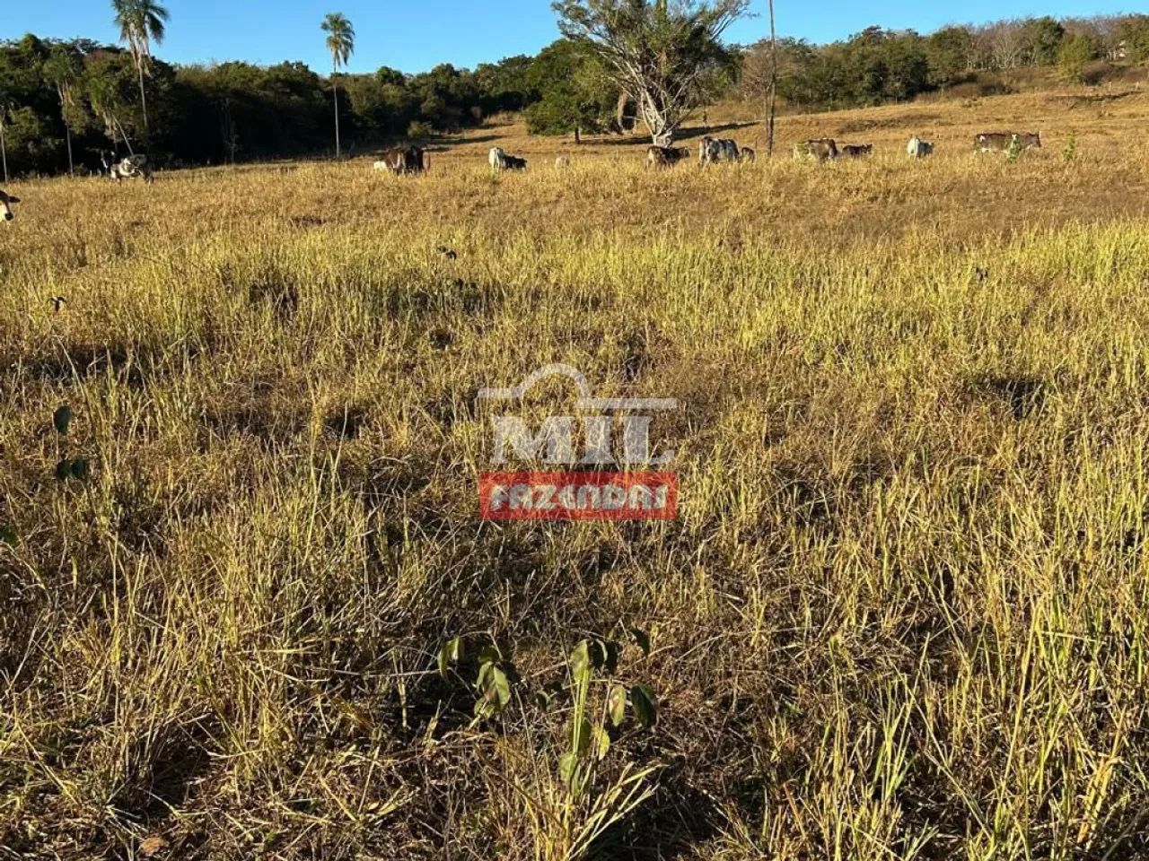 Chácara 2,5 Alqueires em Professor Jamil - GO - Foto 2