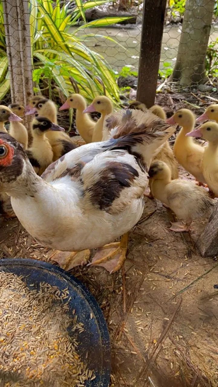 Estou doando este animais - Foto 5