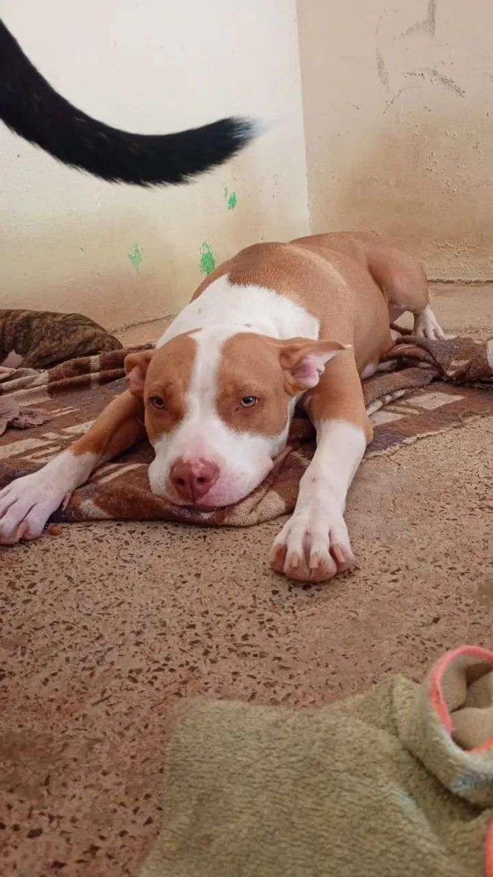 Cachorro pitbull  - Foto 2