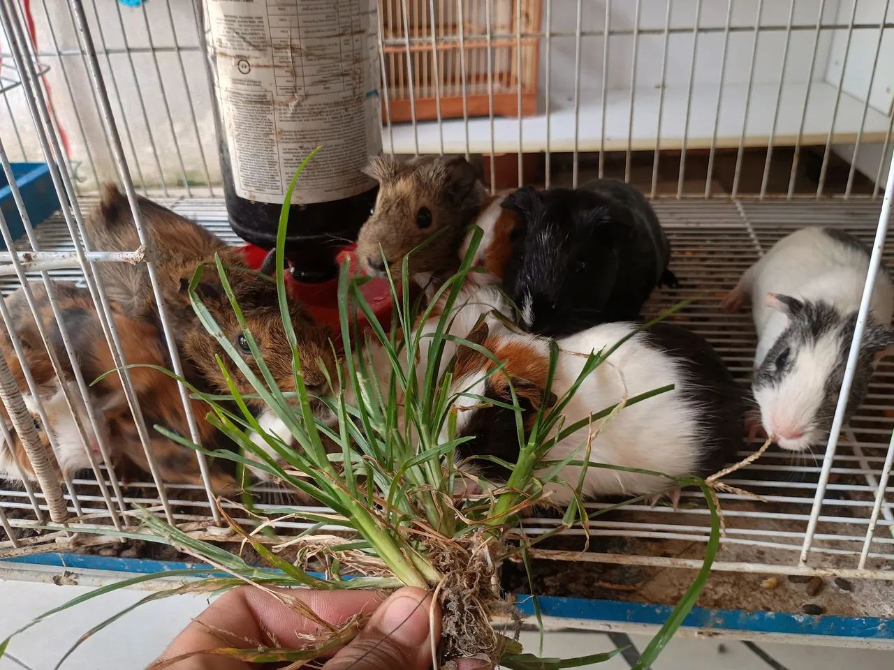 Porquinhos da índia  - Foto 5