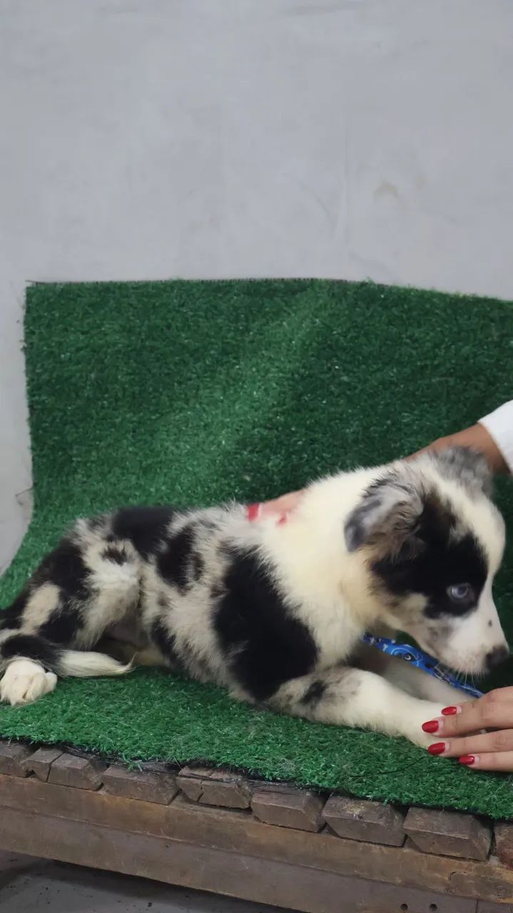 Border Collie Blue Merle Macho  - Foto 4