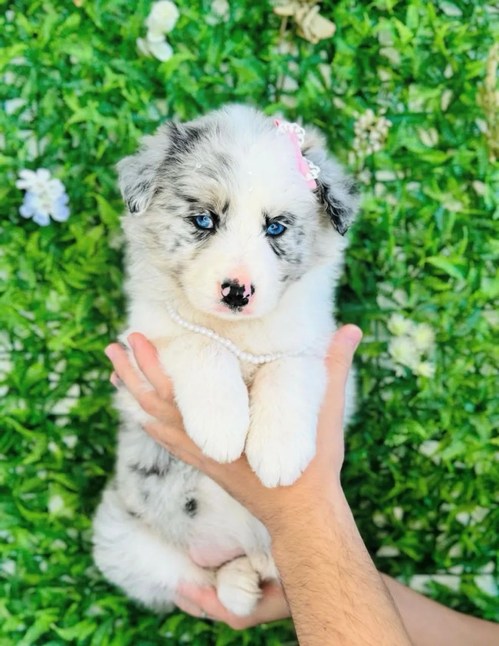 border collie  - Foto 2