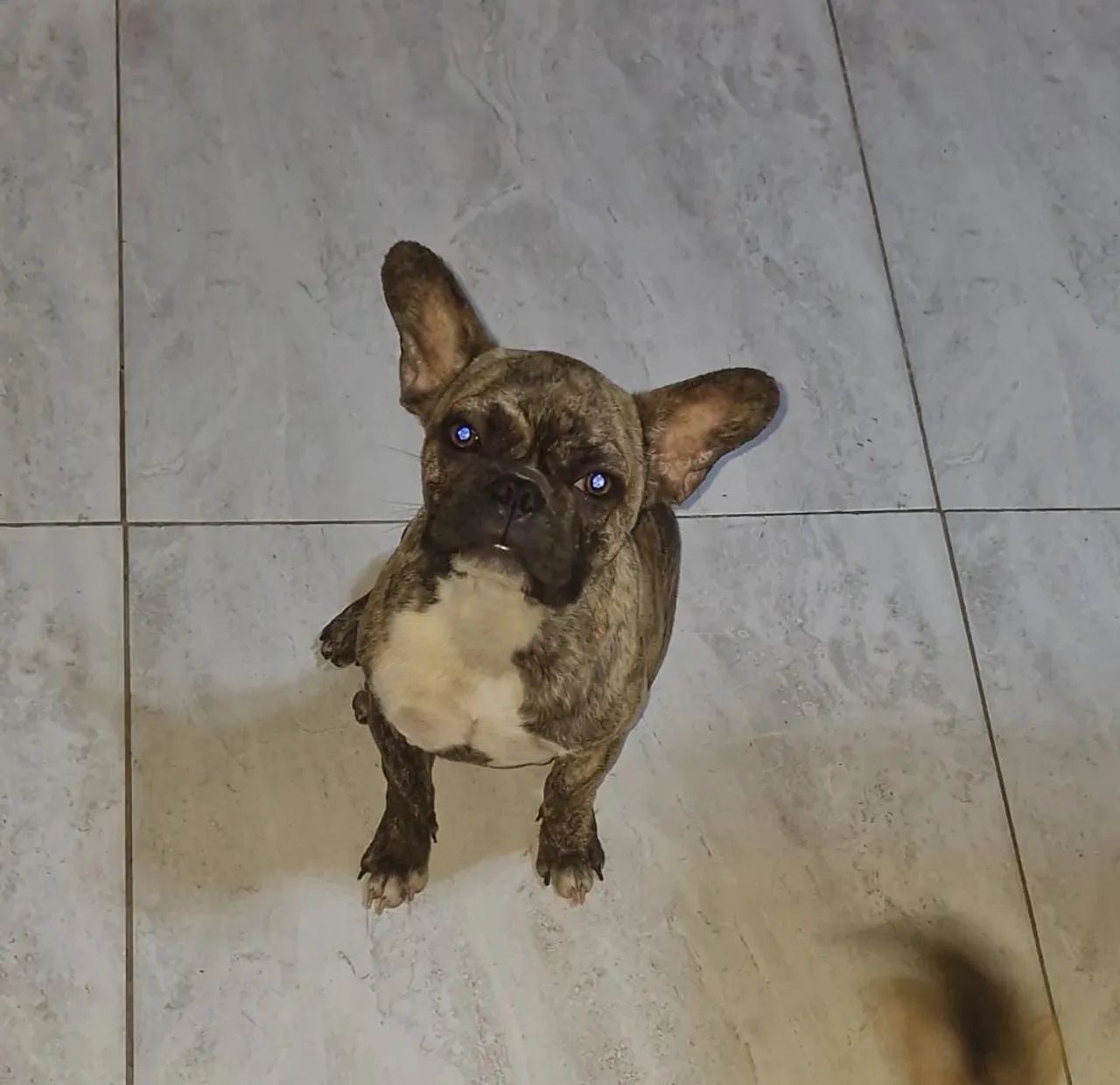 buldogue frances mesclado