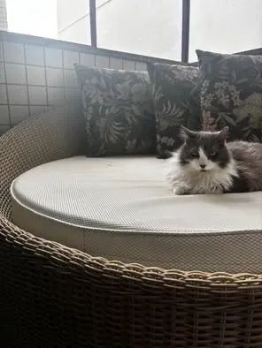 Chaise com 3 almofadas  - Foto 2