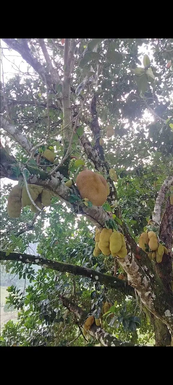 Vendo sítio no povoado Riacho Branco em Joaquim Gomes  - Foto 4