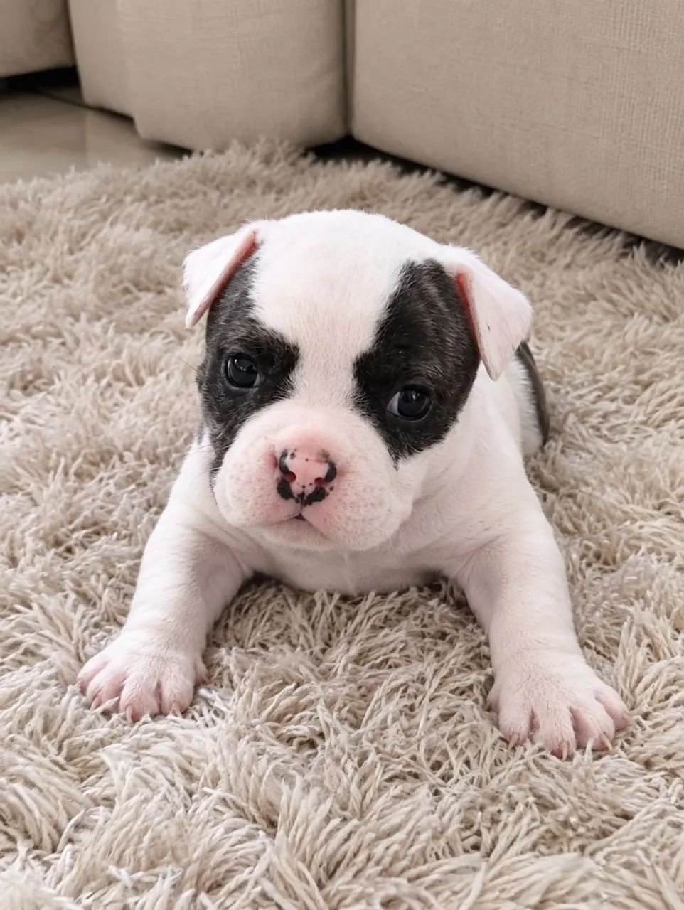 American Bully  - Foto 2