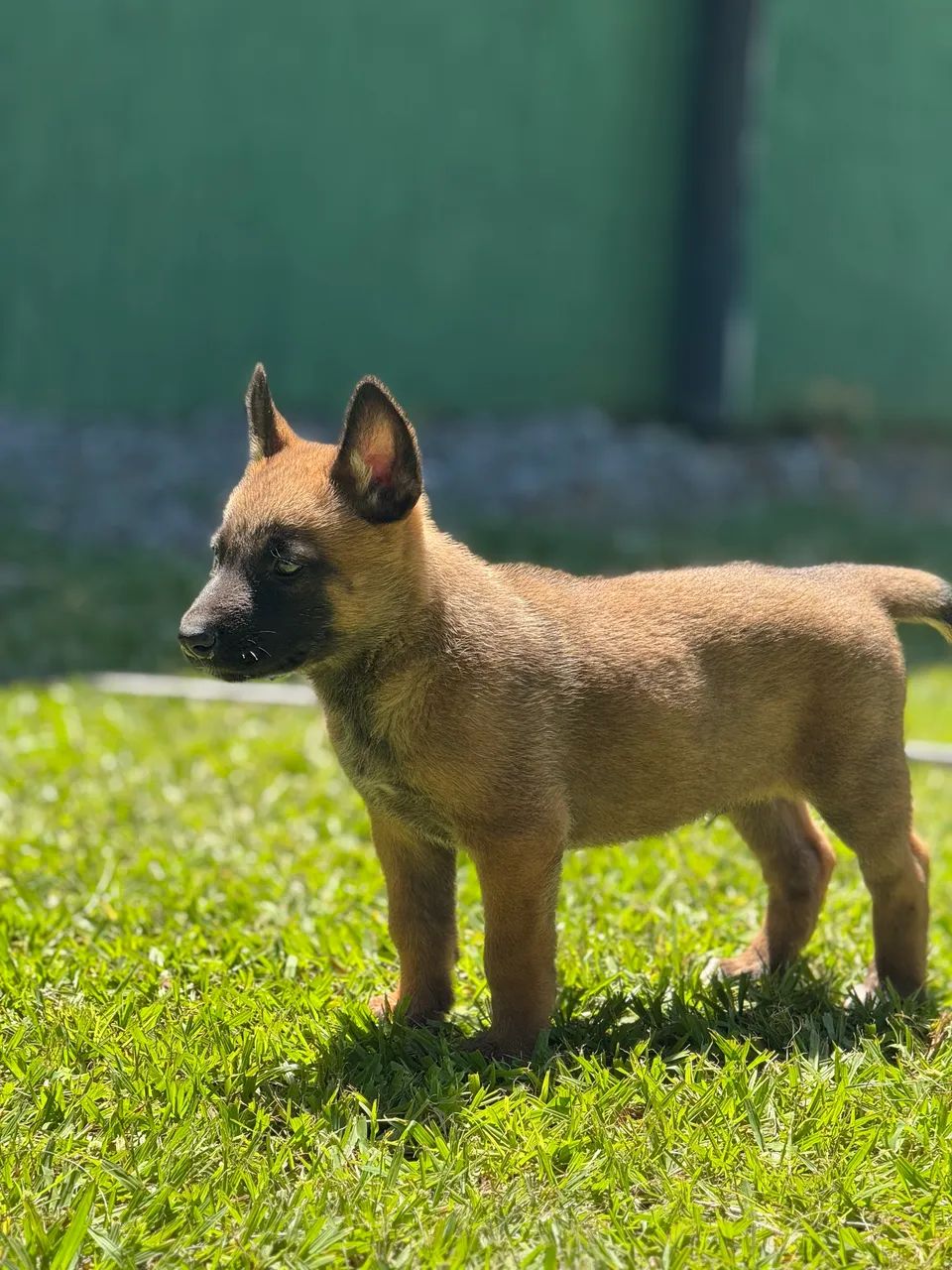 Pastor belga Malinois 