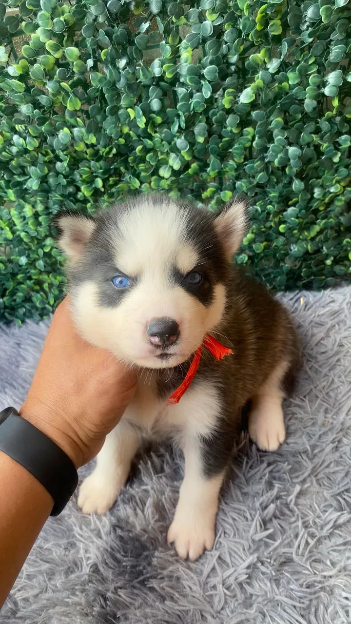 Cachorro hasky siberiano - Foto 4