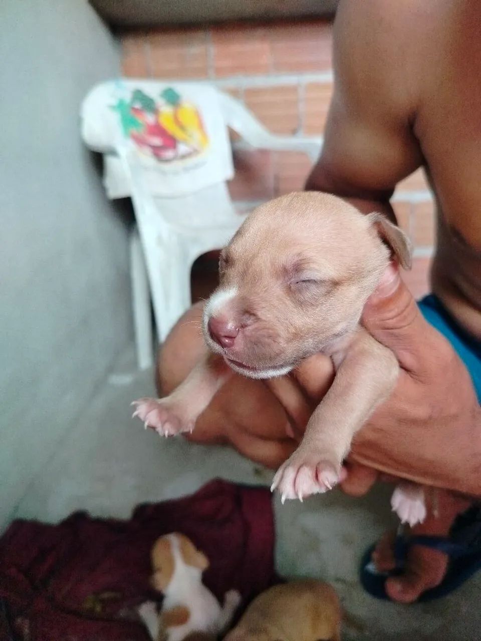 Pete's Pitbull  - Foto 5
