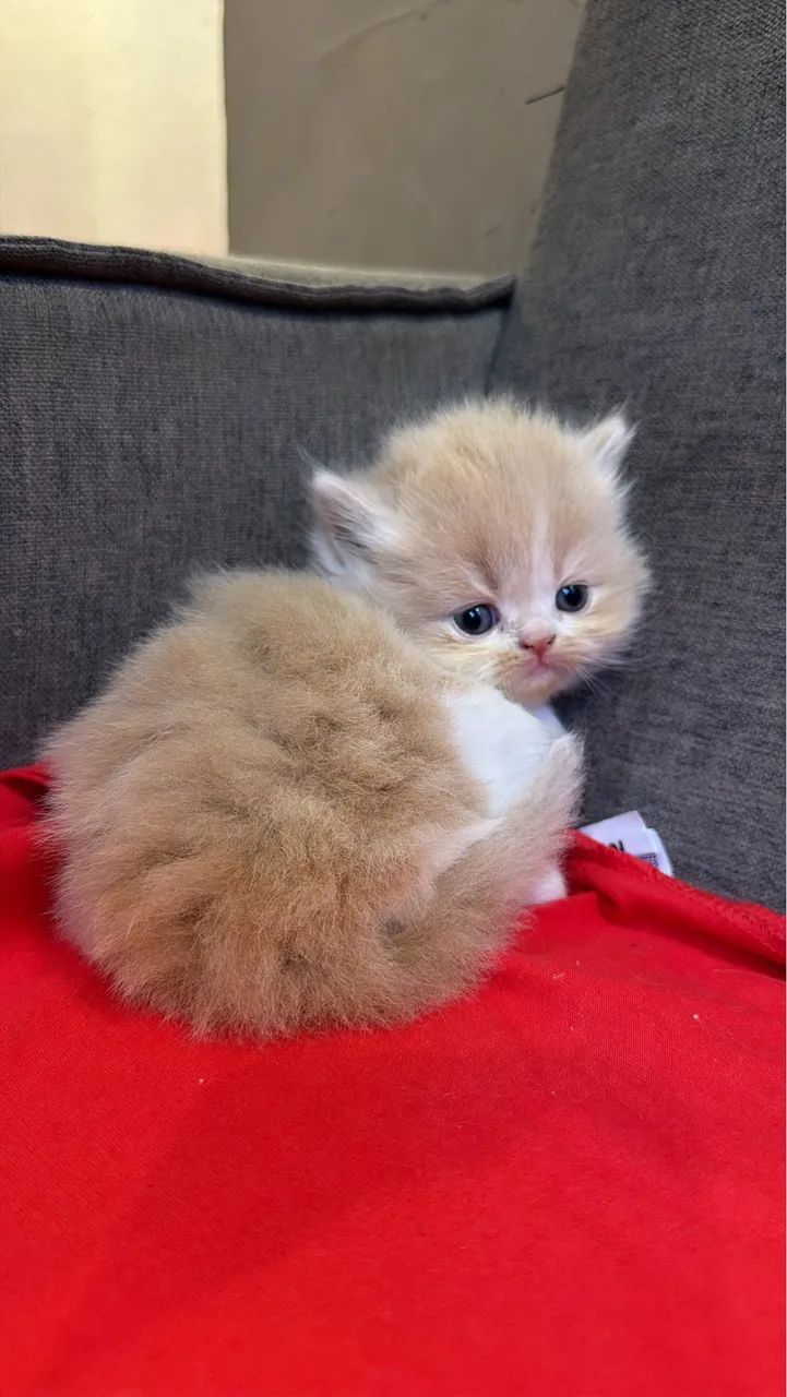 GATINHO PERSA R$ 1.450,00 - Foto 3