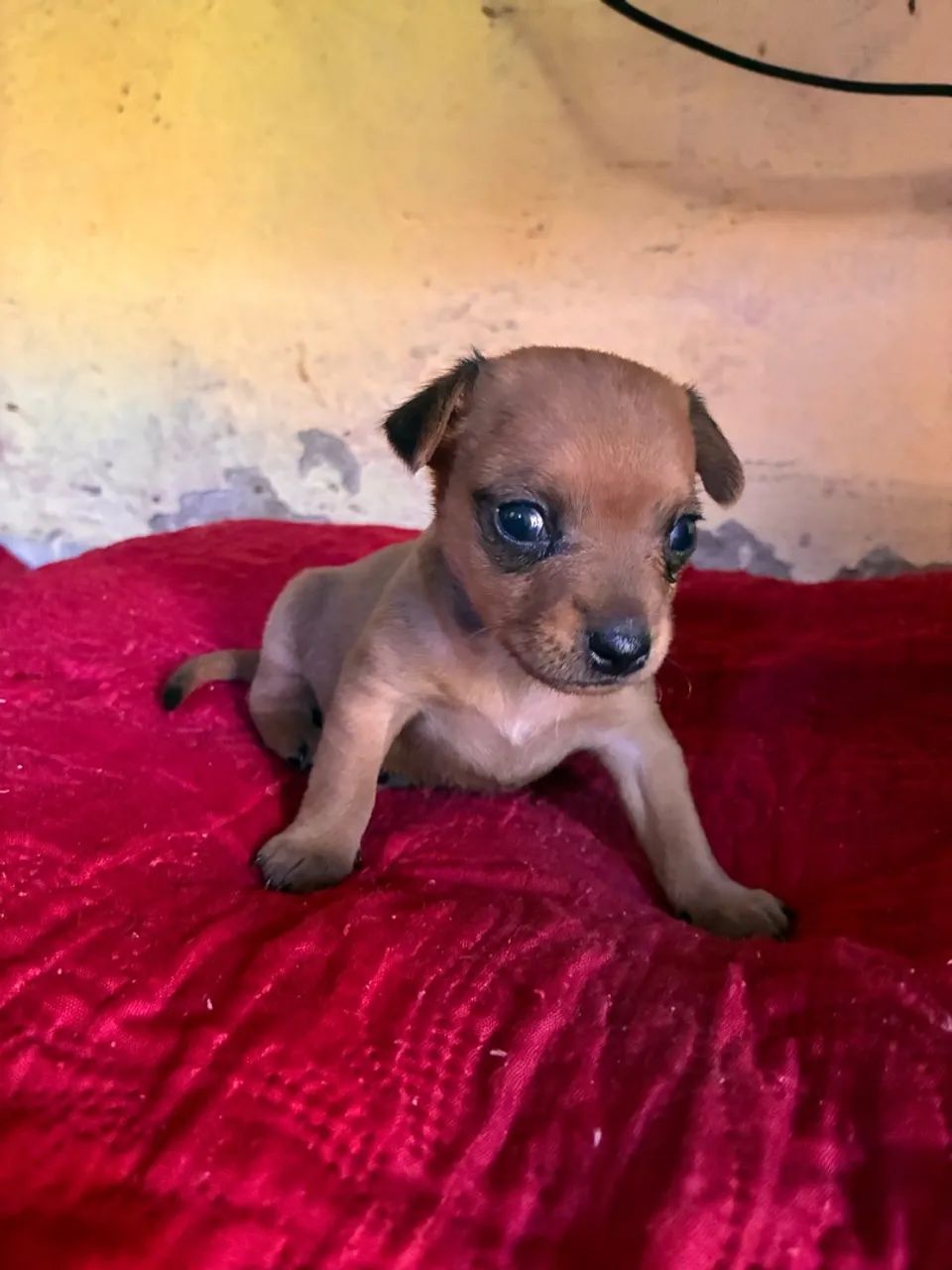 Pinscher  macho - Foto 2
