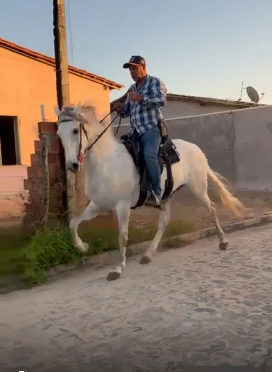Cavalo novo. 4 anos  - Foto 6