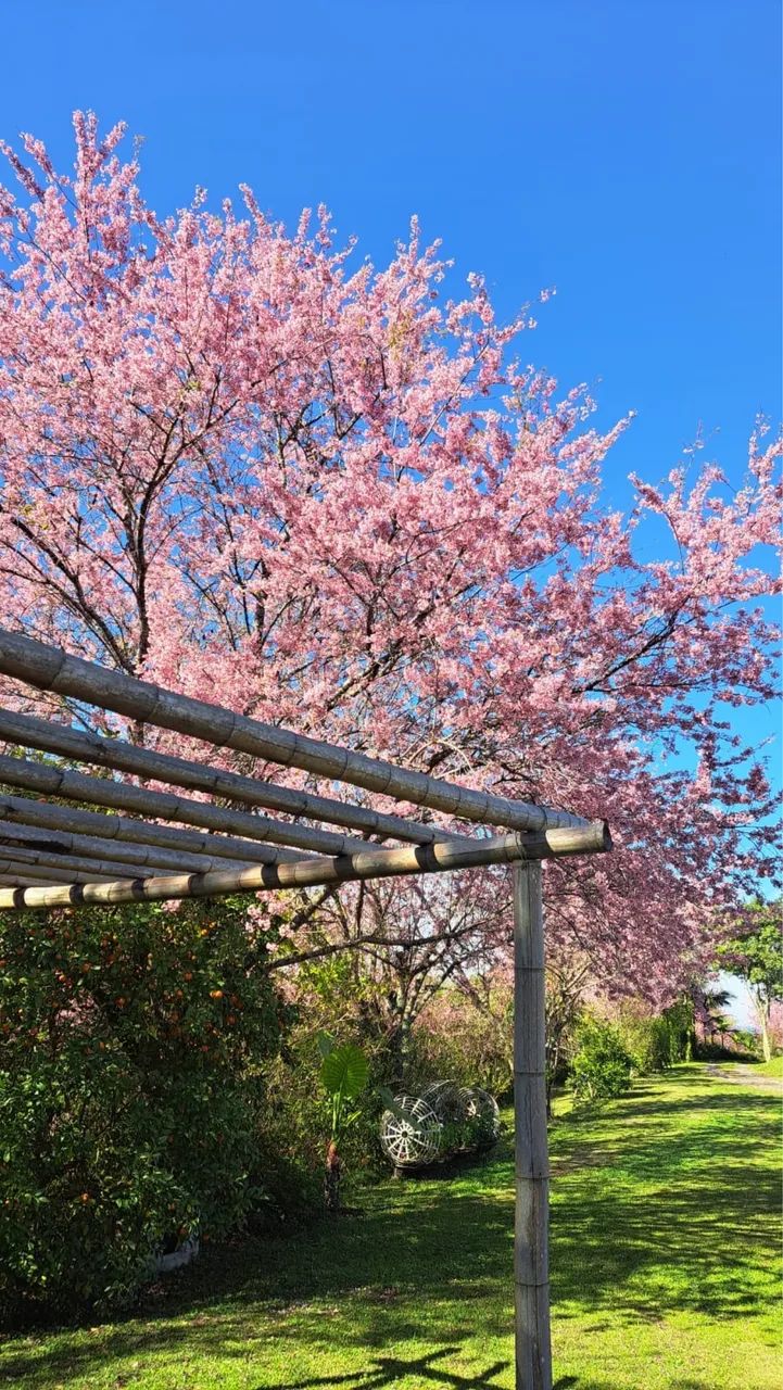 Cerejeira Japonesa (Sakura) Mudas - Foto 5