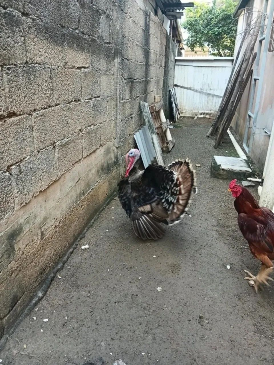 Peru - Foto 4