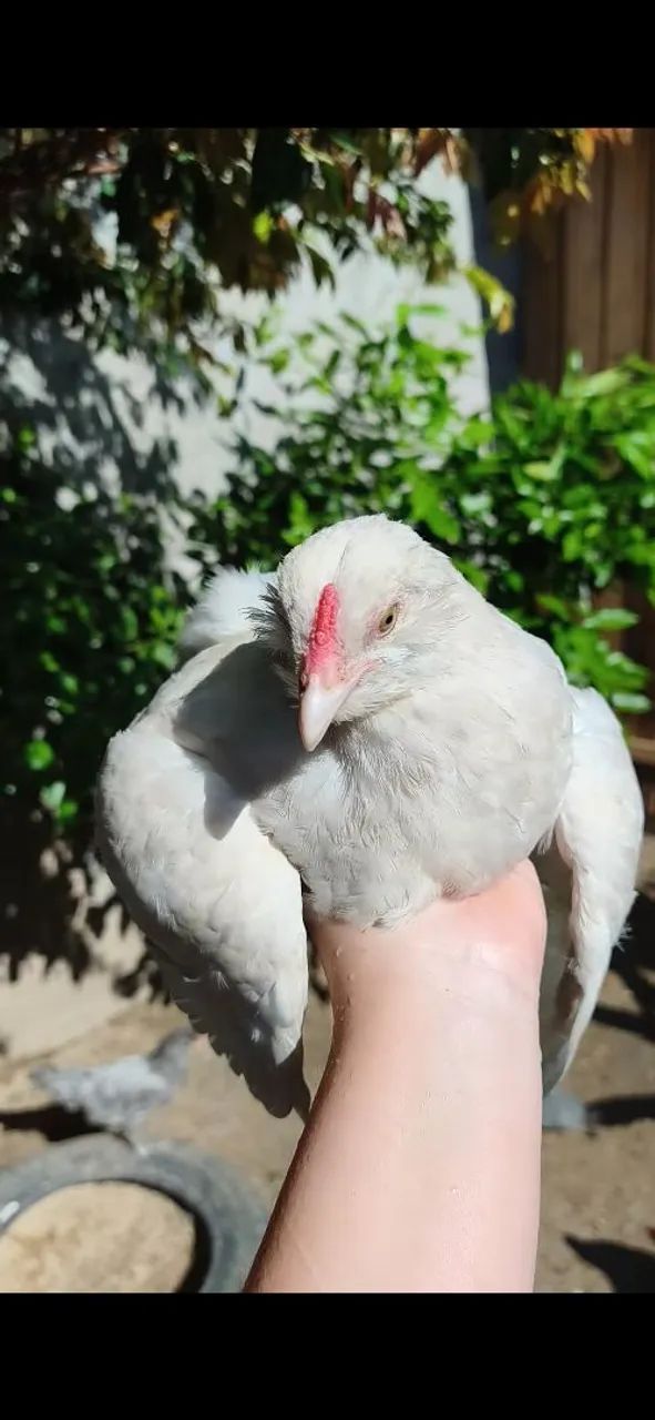 Ameraucana  - Foto 2