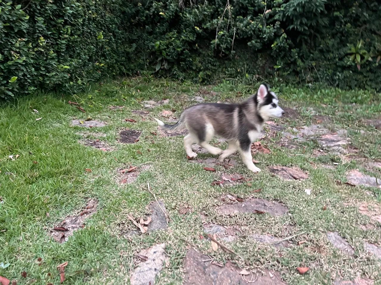 Pomsky macho