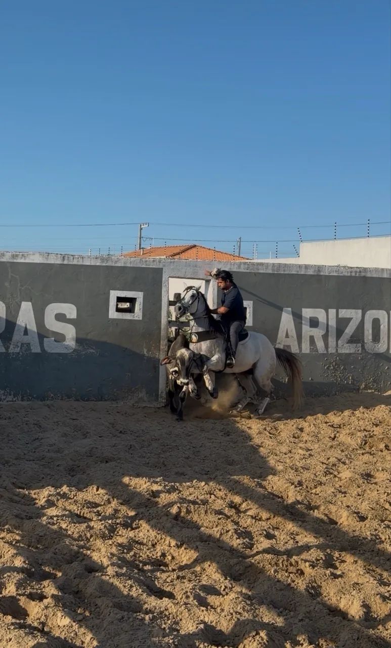 Cavalo de Direita - Foto 3