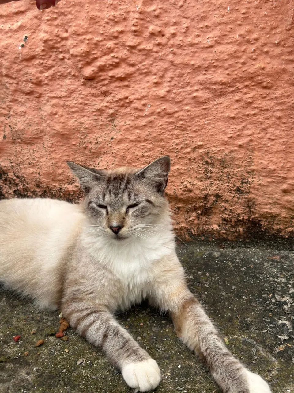 ADOÇÃO RESPONSÁVEL  - Foto 2