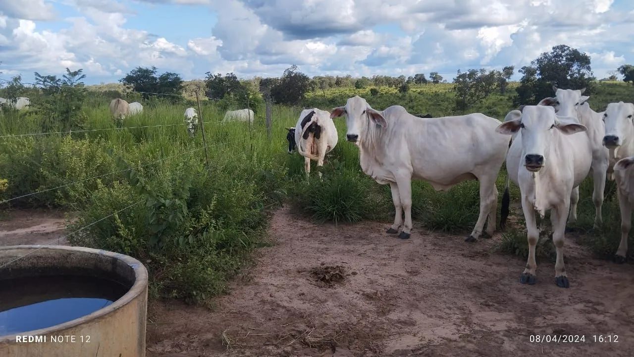 Vendo uma fazenda  - Foto 2