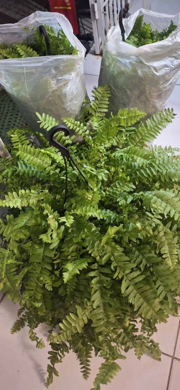 Plantas  samabaia 45,00  - Foto 2