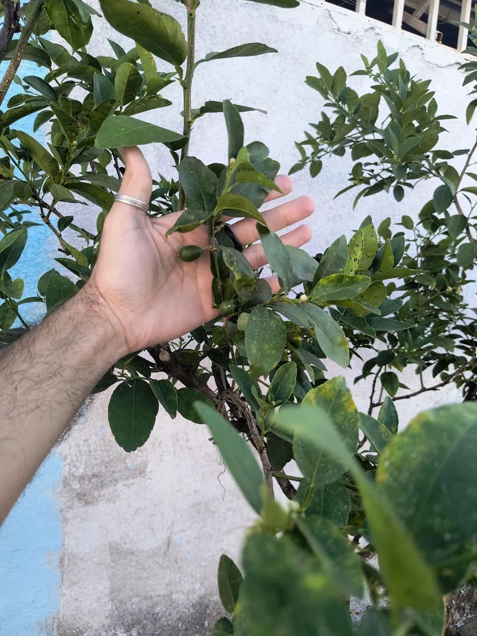 Frutíferas  - Foto 4
