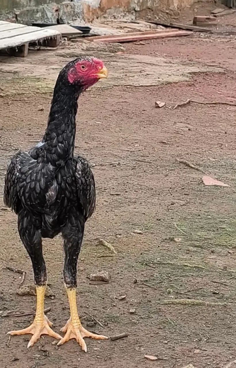 Bico Curto 
