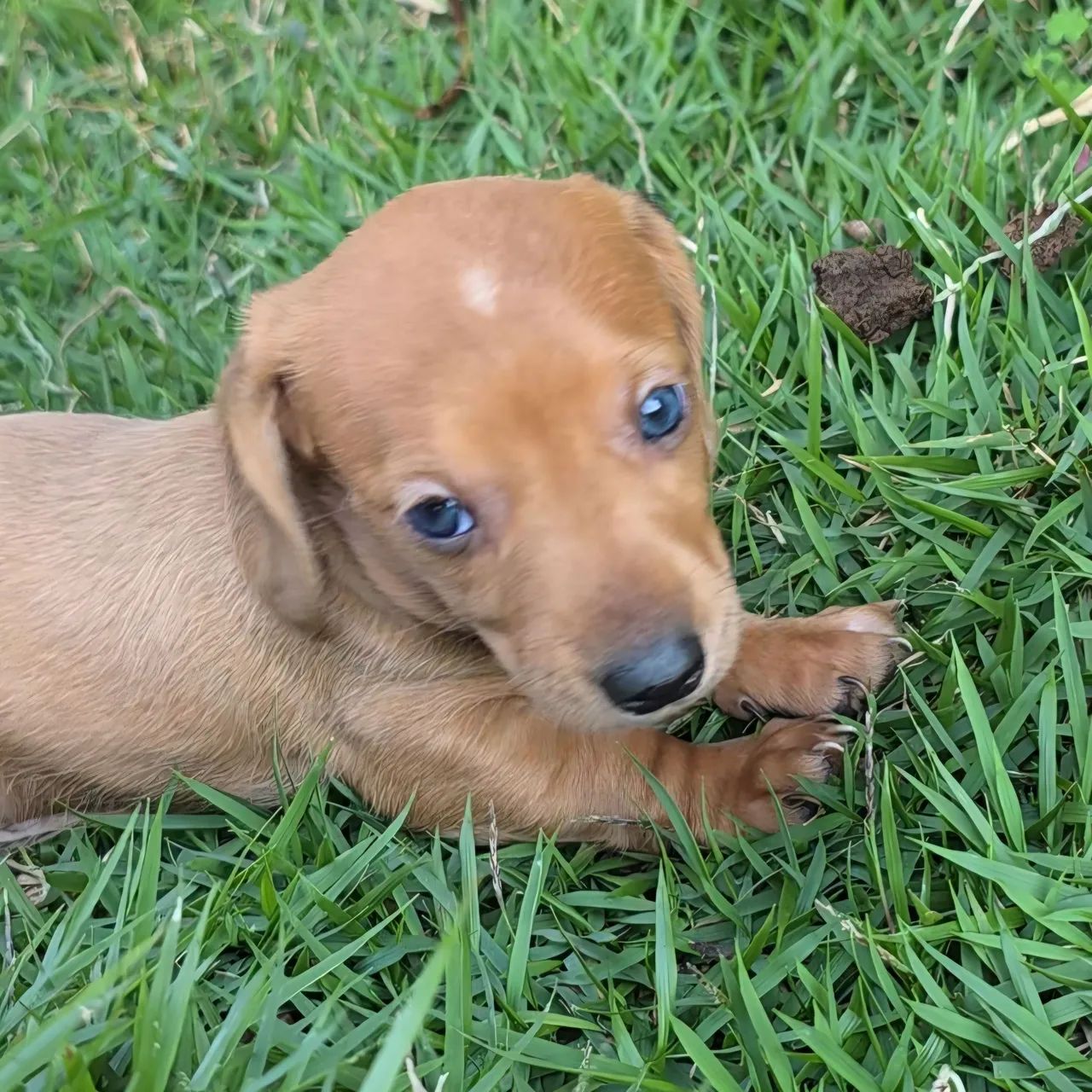 Dashchund teckel salsicha macho dourado - Foto 4